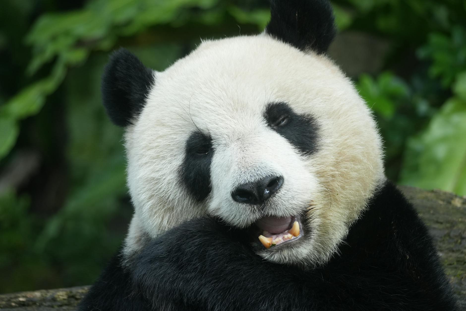 foshan travel guide experience