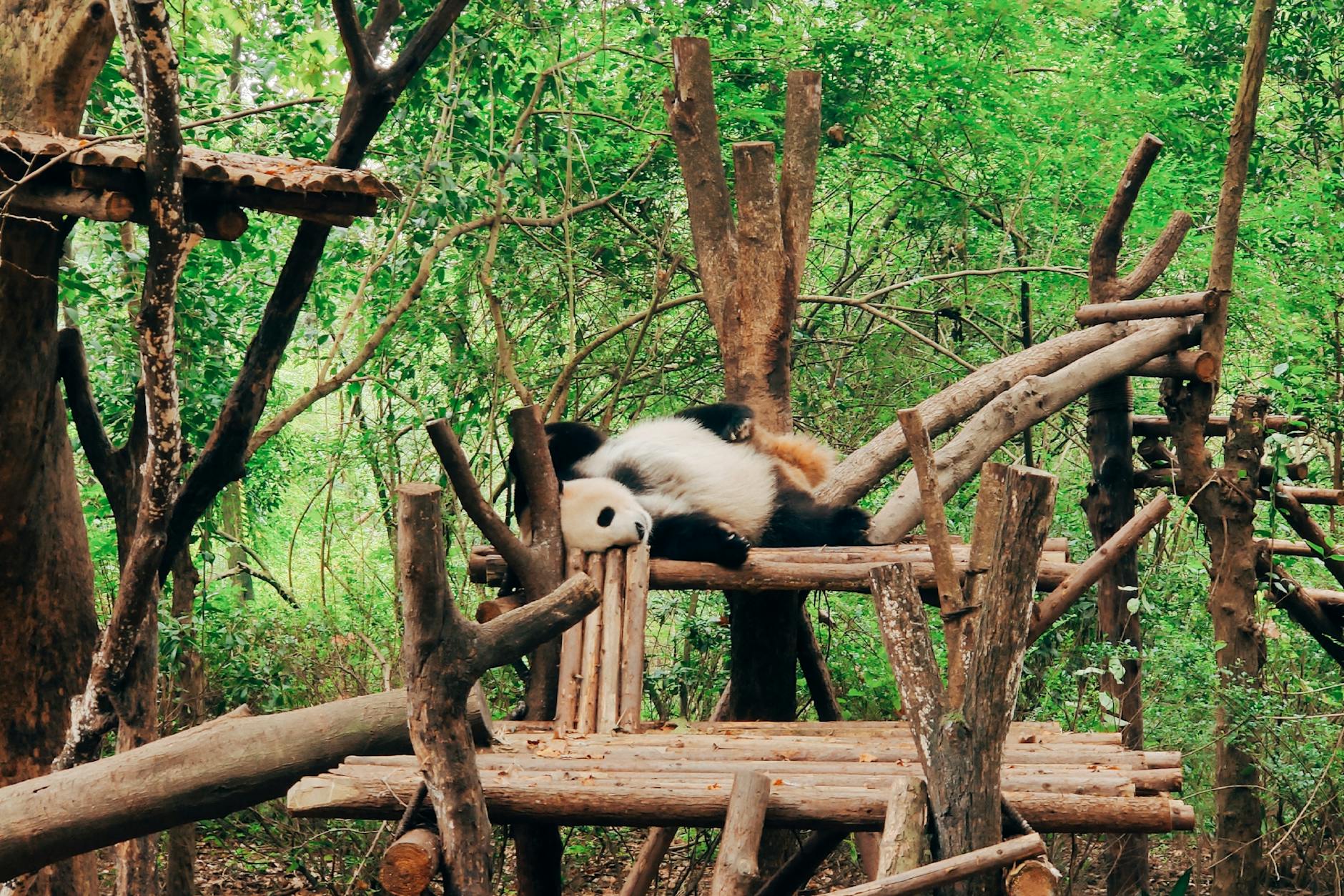 authentic dali travel