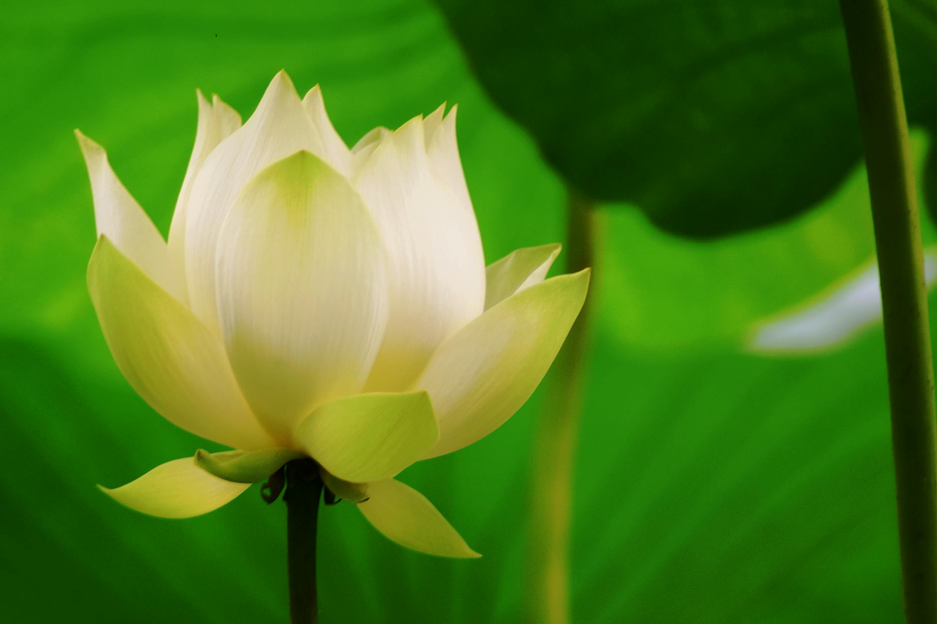 spare ribs with black bean guide