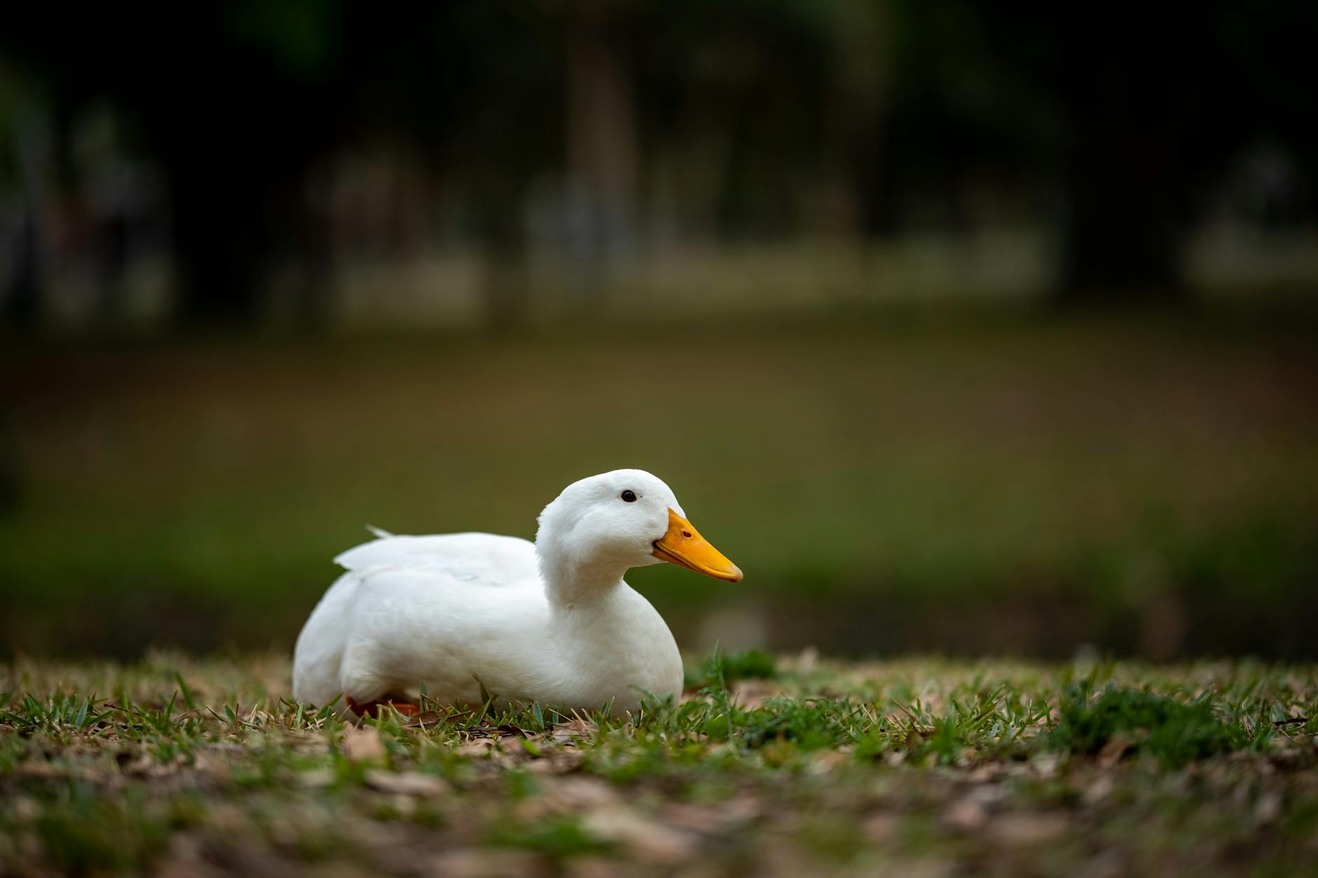 authentic fried rice