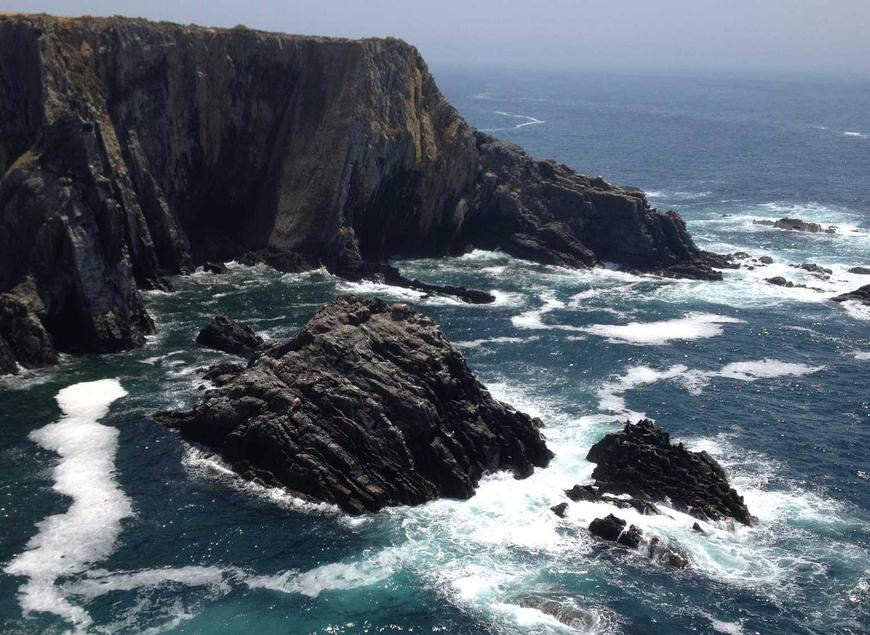 Giant Panda: China’s National Treasure and Ambassador of Friendship