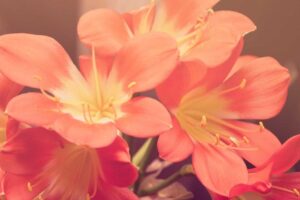 Wing Chun: Complete Guide to Chinese Martial Arts