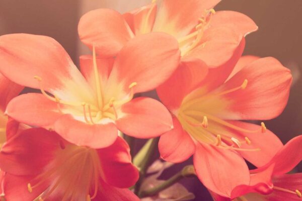 Wing Chun: Complete Guide to Chinese Martial Arts