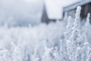 History of Southern Fist: Origins and Development