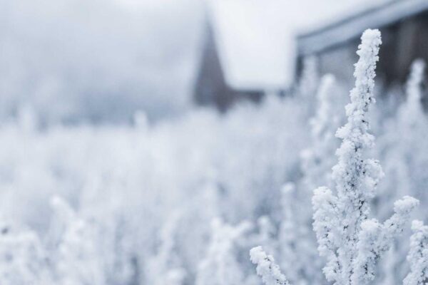 History of Southern Fist: Origins and Development