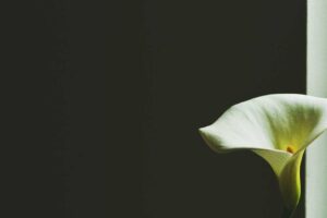 Hidden Gems in Hangzhou: Beyond the Tourist Trail