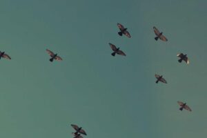 Chinese Silk in Modern China: Traditions Today