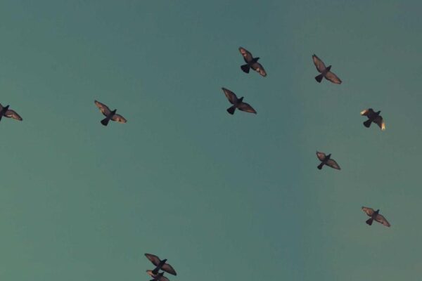 Chinese Silk in Modern China: Traditions Today