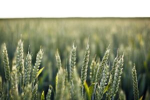 Famous Southern Fist Masters and Their Legacy