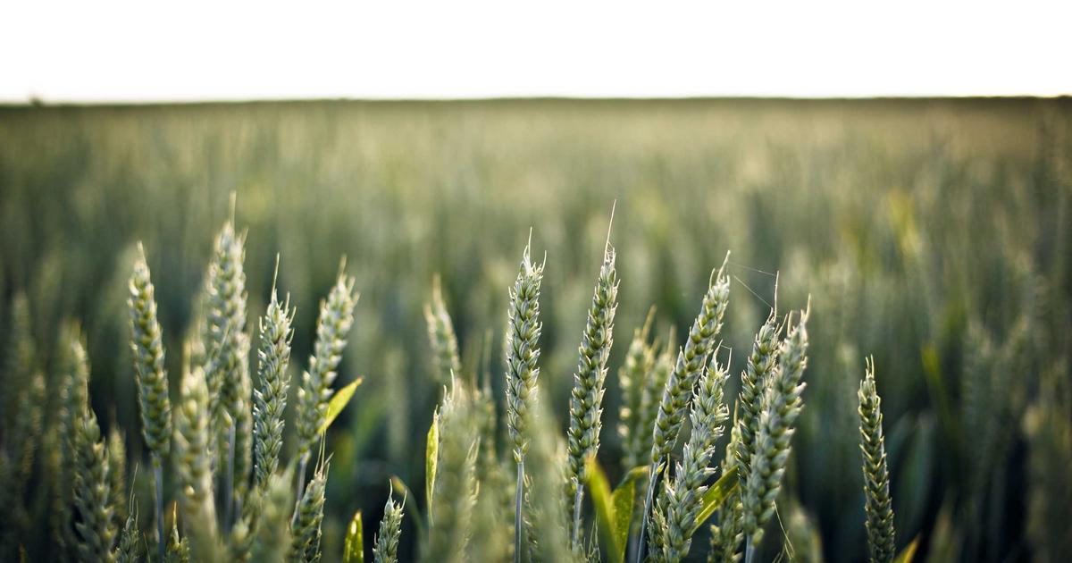 Southern Fist masters famous