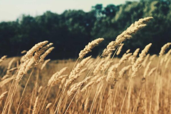 History of Lion’s Head Meatballs: Origins and Cultural Significance