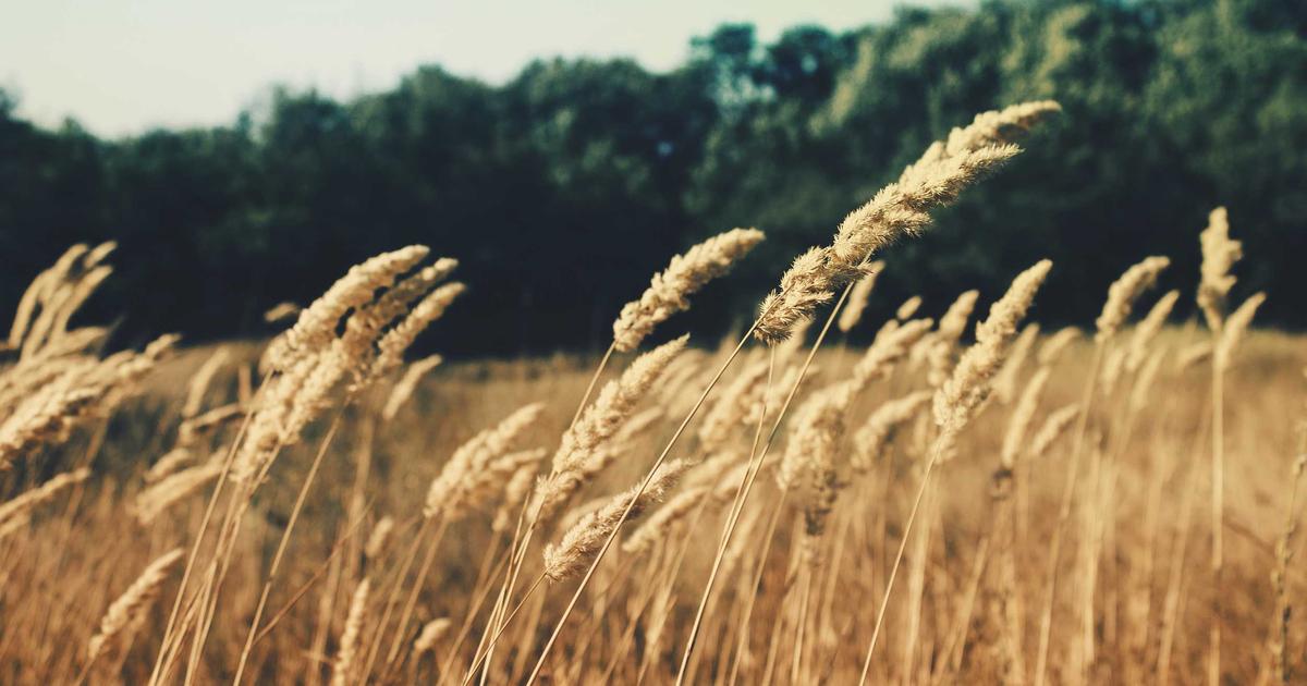 origin of Lion's Head Meatballs