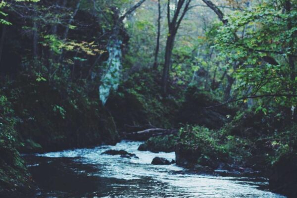 Northern Legs: Complete Guide to Chinese Martial Arts