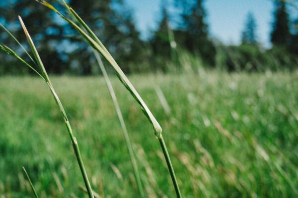 History and Evolution of Chinese Gardens in China