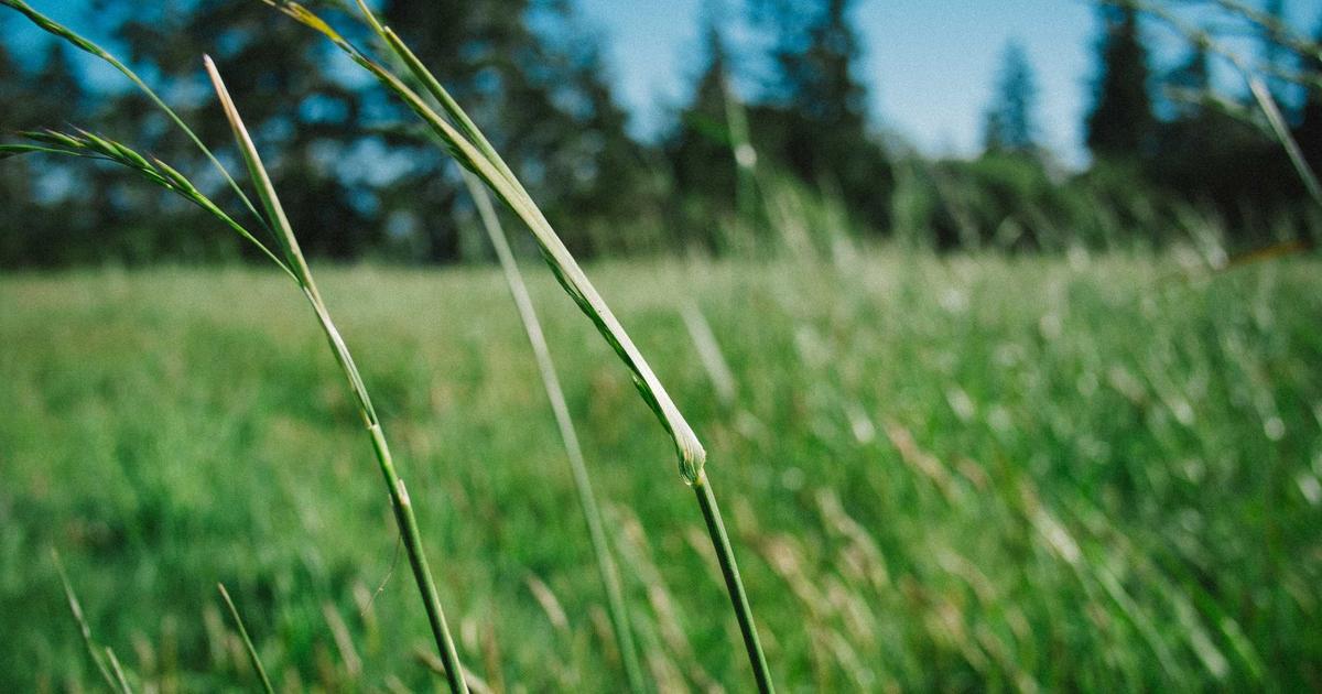 origin of Chinese Gardens