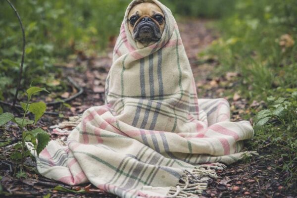 Wuhan Travel Guide 2024: Complete Insider’s Handbook