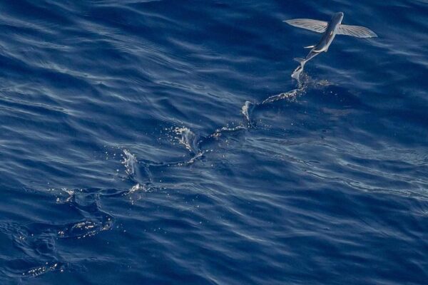 Sanya Street Food: 10 Dishes You Must Try