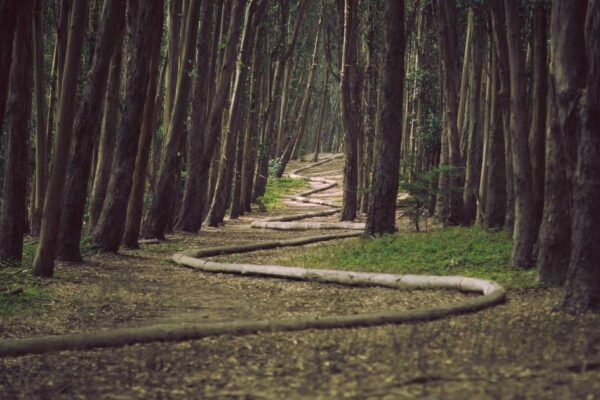 Dim Sum: Complete Guide to Authentic Chinese Cuisine