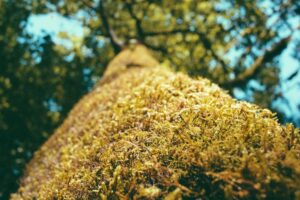 Nanjing Street Food: 10 Dishes You Must Try