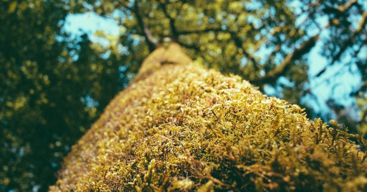 Nanjing street food guide