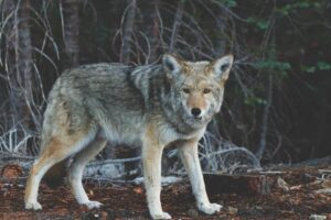 Four Great Inventions: Complete Introduction to Chinese Traditions