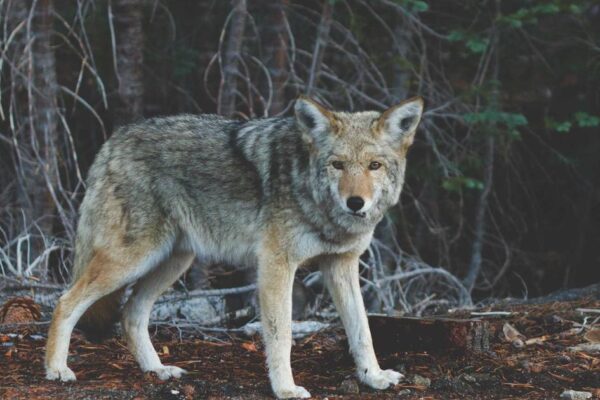 Four Great Inventions: Complete Introduction to Chinese Traditions