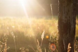 History of Peking Duck: Origins and Cultural Significance