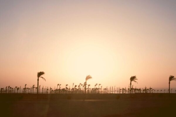 How to Experience Chinese Tea Ceremony as a Foreign Visitor