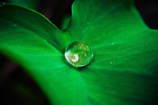 How to Experience Chinese Tea Ceremony as a Foreign Visitor