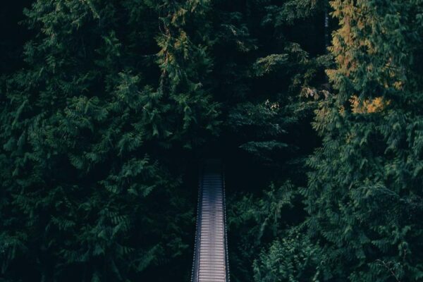 How to Experience Chinese Tea Ceremony as a Foreign Visitor