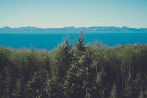 Best Places to Eat Turnip Cakes in China: Local Recommendations