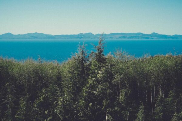 Best Places to Eat Turnip Cakes in China: Local Recommendations