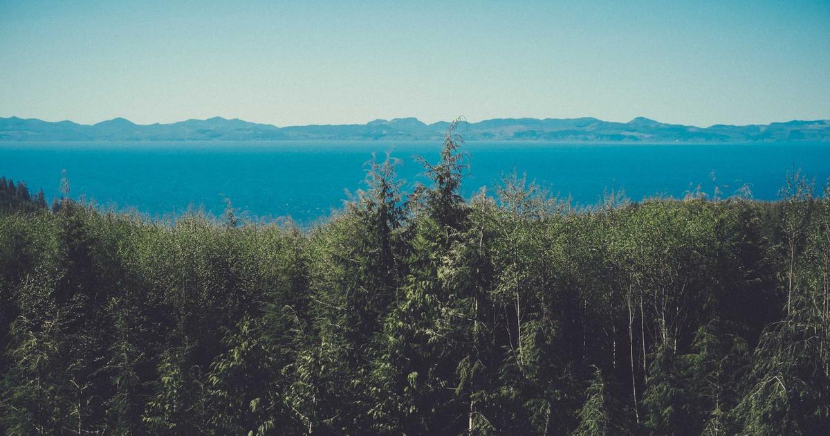 best Turnip Cakes restaurants