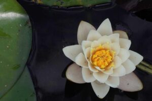 Sichuan Cuisine: A Complete Guide to the Bold Flavors of Western China