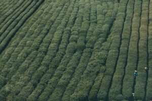 Sichuan Cuisine: A Complete Guide to the Bold Flavors of Western China