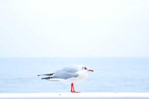 Sichuan Cuisine: A Complete Guide to the Bold Flavors of Western China