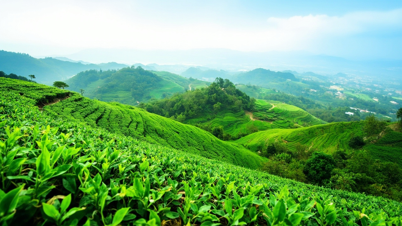 Hangzhou Travel Guide